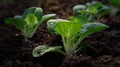 Generative AI Pak choi seedling sprouting in soil Bok choy pok choi or chinese cabbage in soil Organic farming con