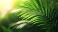 Generative AI Palm tree leaf close up Copy space Green background business concept. Royalty Free Stock Photo