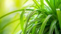 Generative AI Plant long straight leaves Beautiful Green plant for home decoration closeup picture of Chlorophytum