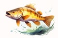 Animal_Bass_Fish_Watercolors_Illustration1_6