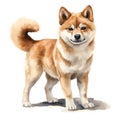 Dog_Shiba_Watercolor1_8