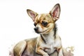 Generative AI. Portrait of a Chihuahua, a popular dog breed. Head of a toy terrier on watercolor background
