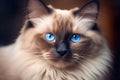 Generative AI. Portrait of a cute ragdoll cat with big blue eyes