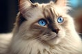 Generative AI. Portrait of a cute ragdoll cat with big blue eyes