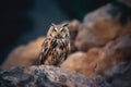 Generative AI. Portrait of an Eurasian Eagle Owl