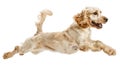 Generative AI Pure youth crazy. English cocker spaniel young dog is posing. Cute playful white-braun doggy or pet Royalty Free Stock Photo