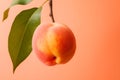 Ripe peach close up with peach orchard 6 Royalty Free Stock Photo