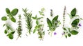 Generative AI Rosemary mint lavender marjoram sage lemon balm and thyme layout Creative frame with fresh herbs on