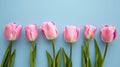 Row_of_several_tender_pink_tulips_on_blue_background_2