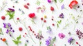 Generative AI Seamless pattern from plants wild flowers and  berries isolated on white background flat lay top vie Royalty Free Stock Photo