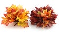 Generative AI Set of two creative autumn bouquets of natural maple leaves of yellow orange red burgundy flowers is