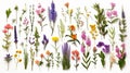 Set of wild flowers flowering grass natural field 1690444632729 3