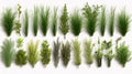 Set of wild ripe herbs grass and twigs 1690444577717 3