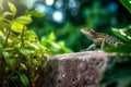 Silhouette_of_a_lizard_shadow_on_a_green_1690444365111_8 Royalty Free Stock Photo