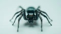 Generative AI small black spider close up steatoda incomposita on white background isolate business concept. Royalty Free Stock Photo