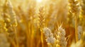 Generative AI Spikelets of wheat closeup on the fieldWheat fieldAgriculture agronomy and farming background Harves Royalty Free Stock Photo