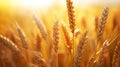 Spikes_of_ripe_wheat_in_sun_closeup_with_1690444499863_2