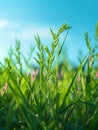 Spring_summer_background_with_fresh_green_tall_grass_1690445972714_2 Royalty Free Stock Photo