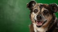 Generative AI studio headshot portrait of brown white and black medium mixed breed dog smiling against a green bac Royalty Free Stock Photo