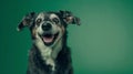 Generative AI studio headshot portrait of brown white and black medium mixed breed dog smiling against a green bac Royalty Free Stock Photo