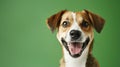 Generative AI studio headshot portrait of brown white and black medium mixed breed dog smiling against a green bac Royalty Free Stock Photo