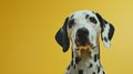 Generative AI studio headshot portrait of Dalmatian dog looking forward against a yellow background business conce