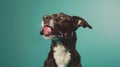 Generative AI studio headshot portrait of dark brown and white medium mixed breed dog licking with tongue to side Royalty Free Stock Photo