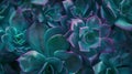 Generative AI Succulent cactus background Close up of teal and purple succulent cactus leaves texture wallpaper Pr