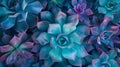 Generative AI Succulent cactus background Close up of teal and purple succulent cactus leaves texture wallpaper Pr