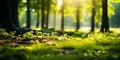 Sunlight Streaming Through Verdant Forest, Unfocused Green Trees and Wild Grass, Serene Summer Spring Natural Park Background