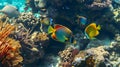 Tropical_sea_underwater_fishes_on_coral_reef_2