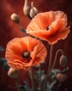 Two buds poppy bent to each other against 1690446485962 4 Royalty Free Stock Photo