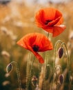 Two_buds_poppy_bent_to_each_other_against_1690446485962_2 Royalty Free Stock Photo