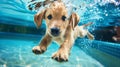 Generative AI Underwater funny photo of golden labrador retriever puppy in swimming pool play with fun jumping di