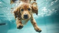 Generative AI Underwater funny photo of golden labrador retriever puppy in swimming pool play with fun jumping di