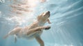 Generative AI Underwater funny photo of golden labrador retriever puppy in swimming pool play with fun - jumping, Royalty Free Stock Photo