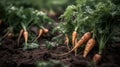 Generative AI, vegetables in the hands of a farmer in the garden, carrots from the ground