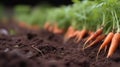 Generative AI, vegetables in the hands of a farmer in the garden, carrots from the ground