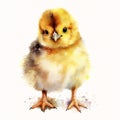 Animal_Little_Chick_Watercolor1_6