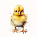 Animal_Little_Chick_Watercolor1_7