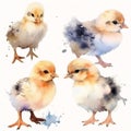 Animal_Little_Chick_Watercolor1_9