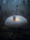 White mushroom in the forest in the clearing 1690447749949 5