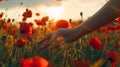 Generative AI Woman hand poppies field Close up of woman hand touching poppy flower in a field business concept. Royalty Free Stock Photo