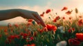 Generative AI Woman hand poppies field Close up of woman hand touching poppy flower in a field business concept. Royalty Free Stock Photo