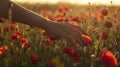 Generative AI Woman hand poppies field Close up of woman hand touching poppy flower in a field business concept. Royalty Free Stock Photo