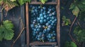 Generative AI Wooden box with grapes Fresh grape with leaves in a wooden box Big clusters of ripe blue grapes in a Royalty Free Stock Photo