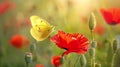 Generative AI Yellow butterfly on red poppy flower in nature in blooming grass closeup macro business concept. Royalty Free Stock Photo