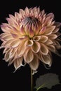 Generative AI. Yellow and orange Dahlia Flower Isolated on black background Royalty Free Stock Photo