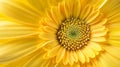 Generative AI yellow symmetrical flower chrysanthemum close up Yellow daisy flower closeup macro chrysanthemum flo Royalty Free Stock Photo