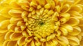 Generative AI yellow symmetrical flower chrysanthemum close up Yellow daisy flower closeup macro chrysanthemum flo Royalty Free Stock Photo